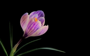 Video Stock Purple Flower Blooming Slowly Free