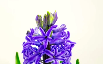 Video Stock Purple Flower Blooming Free