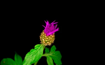 Video Stock Purple Flower With White Center Blooming Free