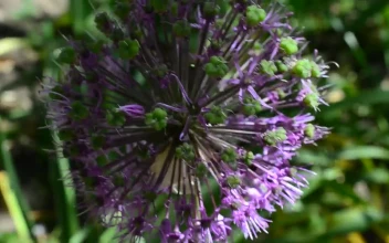 Video Stock Purple Flowering Plant In A Close Shot Free