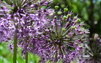 Video Stock Purple Flowering Plants In A Close Up Shot Free