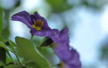 Video Stock Purple Flowers Being Moved By The Wind Free