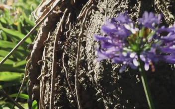 Video Stock Purple Flowers In Nature Free