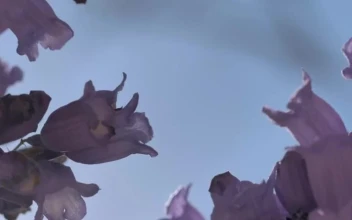Video Stock Purple Flowers Free