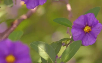 Video Stock Purple Flowers Moving With The Wind Free