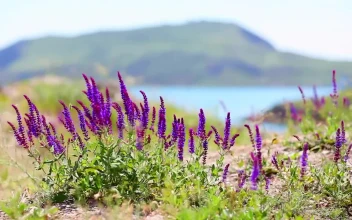 Video Stock Purple Flowers Moved By The Wind Near A Lake Free