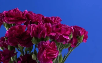 Video Stock Purple Flowers With A Blue Background Free