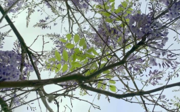 Video Stock Purple Plant In The Day Free