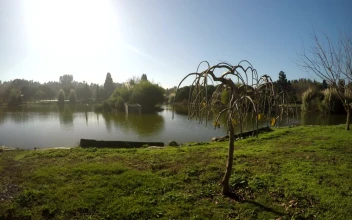 Video Stock Quiet Lake With Grass And Trees Around Free