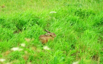 Video Stock Rabbit Walking Through Green Grass Free
