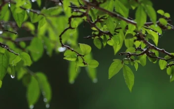 Video Stock Rain Dripping Off Of Leaves Free