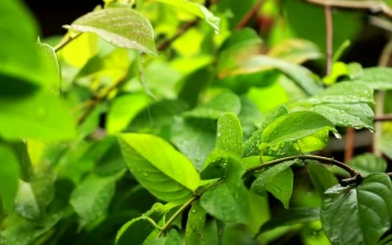 Video Stock Rain Falling Across Healthy Plants Free