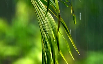 Video Stock Rain Falling Against A Fern Free