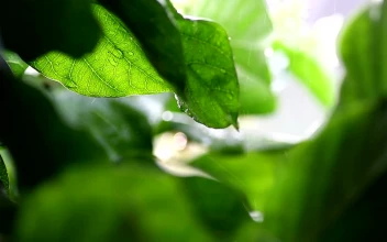 Video Stock Rain Falling Against A Plant Free