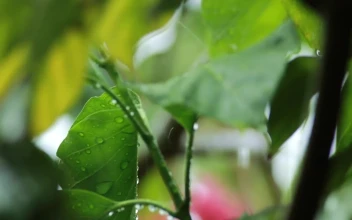 Video Stock Rain Falling Gently On Garden Leaves Free