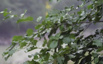 Video Stock Rain Falling In Slow Motion Free