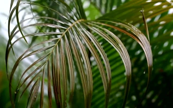 Video Stock Rain Falling Softly On Ferns Free