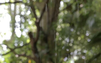 Video Stock Rain Falling Through Park Trees Free