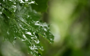 Video Stock Rain Landing On Maple Leaves Free