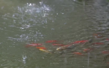 Video Stock Rain Splashing On A Fish Pond Free