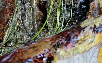 Video Stock Rain Water Running Through Woodland Free