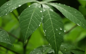 Video Stock Raindrops Falling On Plants Free