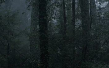 Video Stock Raining In A Cloud Forest Full Of Tall Trees Free