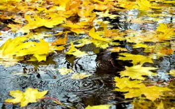 Video Stock Raining Over The Maple Leaves In The Ground Free