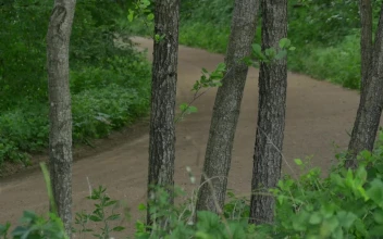 Video Stock Rally Car Driving Through A Dirt Road In The Forest Free