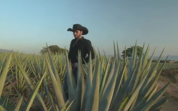 Video Stock Rancher Walking Through A Maguey Field Free