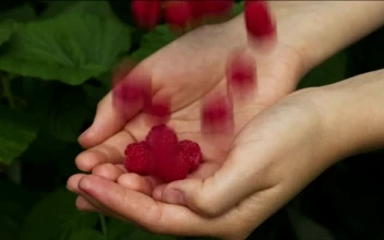 Video Stock Raspberries Falling Into The Hands Of A Person Free