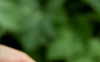Video Stock Raspberries In The Hands Of A Person Free