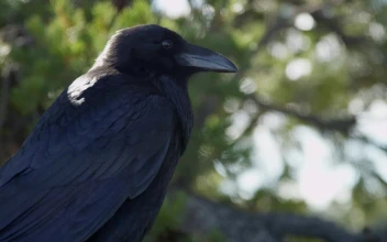 Video Stock Raven Looking Around In A Tree Free
