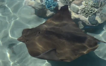 Video Stock Ray Swimming In Shallow Water Free