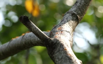 Video Stock Red Ants Covering A Tree Free