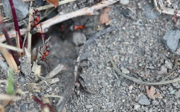 Video Stock Red Ants On The Ground Free
