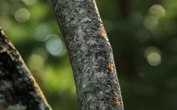 Video Stock Red Ants Running Along A Branch Free