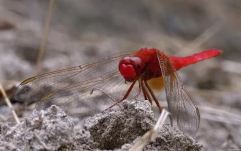 Video Stock Red Dragonfly Resting In The Ground Free