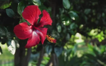 Video Stock Red Flower Of A Tree In A Garden Free