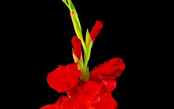 Video Stock Red Flower Opening Free