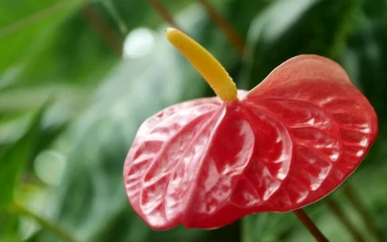 Video Stock Red Flower With Yellow Pistil In Nature Free