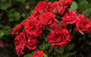 Video Stock Red Flowers Wet From The Rain Free