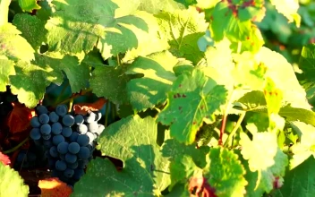 Video Stock Red Grape On The Tree Moving In The Wind Free