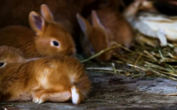 Video Stock Red Little Rabbit Playing Around Free