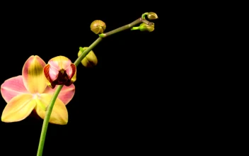 Video Stock Red Orchid On The Branch Opens Free