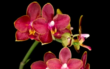 Video Stock Red Orchid Opens On Black Background Free