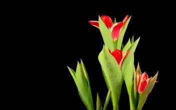 Free Stock Video Red Tulips Opens