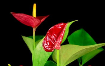 Free Stock Video Red Zantedeschias Opening Their Petals