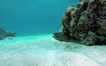Free Stock Video Reef With Fish On The Seabed