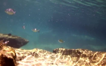 Free Stock Video Reef With Fish Swimming